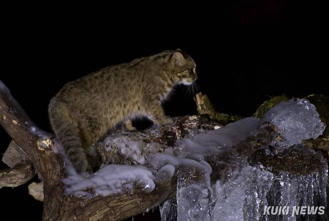 "내가 좋아하는 먹이가 여기 있었네."5일간의 긴 잠복 끝에 북한강과 만나는 한 강줄기에서 삵을 만났다. 삵은 강추위 속에서도 활발히 먹이 활동을 하는 듯 털에 윤기가 흐르고 영양 상태도 좋아 보였다. 삵은 1950년대까지 우리나라 산간 계곡에서 흔히 볼 수 있었지만, 한국전쟁 이후 쥐약과 살충제 등으로 인해 2차 피해를 입으며 멸종 위기에 놓였다.