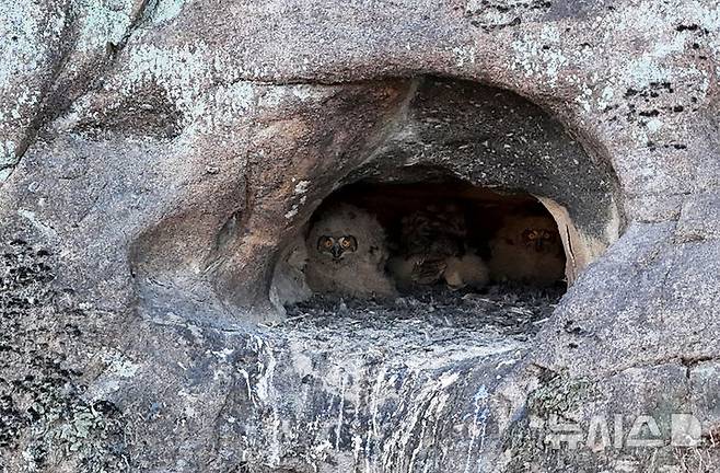 [산청=뉴시스] 차용현 기자 = 23일 오전 경남 산청군 인근 한 하천에서 멸종위기 야생동물 2급이자 천연기념물인 수리부엉이가 새끼 3마리를 육추하고 있다. 수리부엉이는 한국에서 가장 큰 올빼미과 조류로 쥐, 꿩, 비둘기, 뱀, 개구리 등을 잡아먹는다. 2025.02.23. con@newsis.com