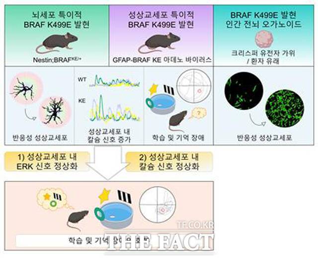 이용석 서울대 의대 교수와 김철훈 연세대 의대 교수로 구성된 공동연구팀이 희귀난치성 발달질환인 ‘심장-피부-얼굴 증후군’(Cardio-facio-cutaneous syndrome)에서 발생하는 학습 및 인지 장애 원인을 규명했다. /서울대