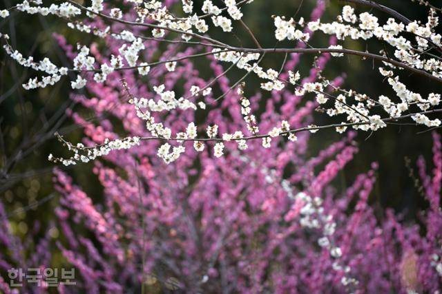 홍매화 백매화가 어우러진 광양 매화마을. 올해 매화축제는 3월 7일부터 16일까지 예정돼 있다. 한국일보 자료사진