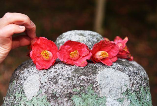 강진 백련사 동백숲에서 한 여행객이 떨어진 꽃잎으로 부도를 장식하고 있다. 한국일보 자료사진