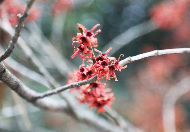 지난 1월 31일 천리포수목원에 풍년화가 피어 있다. 천리포수목원 제공