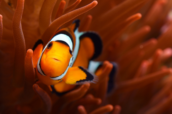 말미잘 안에 몸을 숨긴 흰동가리. 출처=123rf