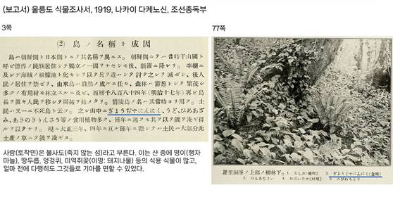 일제강점기인 1919년 나카이 다케노신이 조선총독부에 보고한 울릉도 식물조사서. 울릉도산 산마늘인 명이에 대한 언급이 있다. 사진 울릉군