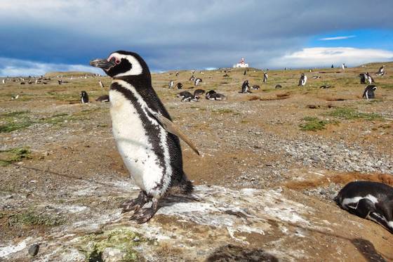 칠레 마그달레나섬에 모여 사는 마젤란 펭귄. 관광객은 2m 이상 거리를 둬야 한다. 만지는 것도 금지돼 있다. 사진 김은덕, 백종민