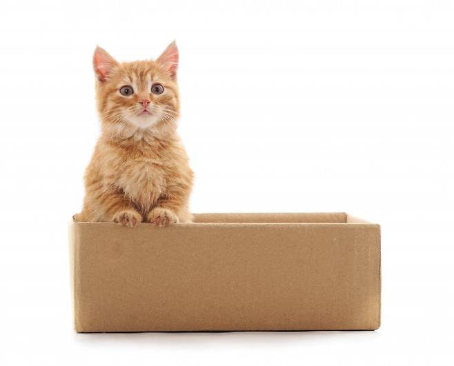 '고양이 큐비트'는 양자역학의 사고 실험인 슈뢰딩거의 고양이 실험에서 이름을 딴 개념이다. 고양이 큐비트는 양자컴퓨터의 정보 처리 단위인 기존 큐비트에서 발생하는 2가지 오류 중 한쪽이 더 많이 일어나도록 편중됐다는 점이 특징이다. 게티이미지뱅크 제공