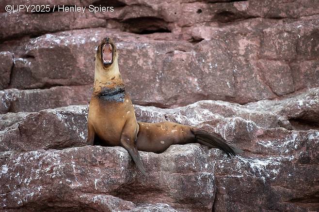 영국의 사진작가 헨리 스파이스(Henley Spiers)가 촬영한 UPY 2025년 수상작 ‘그물에 걸린 바다사자(Entangled Sea Lion)’.[UPY 홈페이지 갈무리]