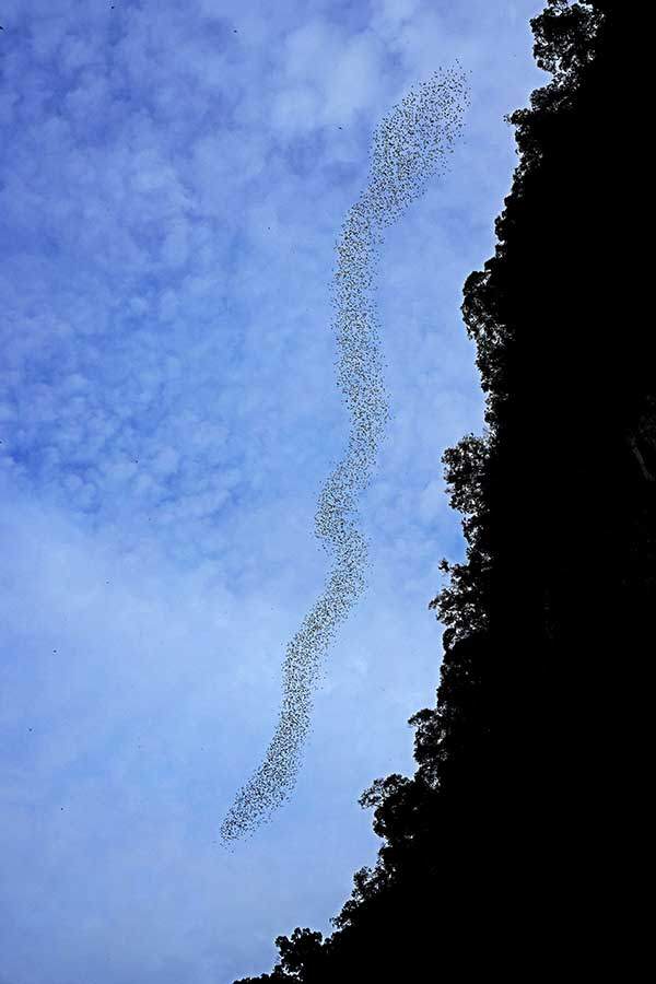 사슴 동굴에서 나온 박쥐 떼. 수만 마리가 동굴을 드나든다.