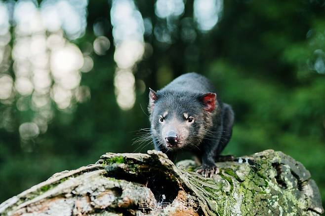 태즈메이니아 데블/사진출처 - 태즈메이니아주 관광청