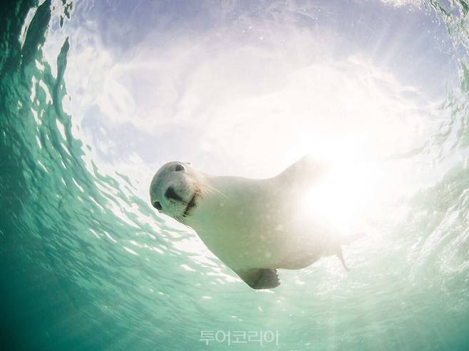 남호주 에어 페닌슐라 바다 생물/사진출처 – 호주관광청