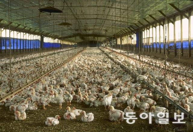 미국의 양계 농가. 1960년대 초 닭을 사이에 두고 미국과 유럽 사이에 치열한 무역전쟁이 벌어졌다. 미 농무부 홈페이지