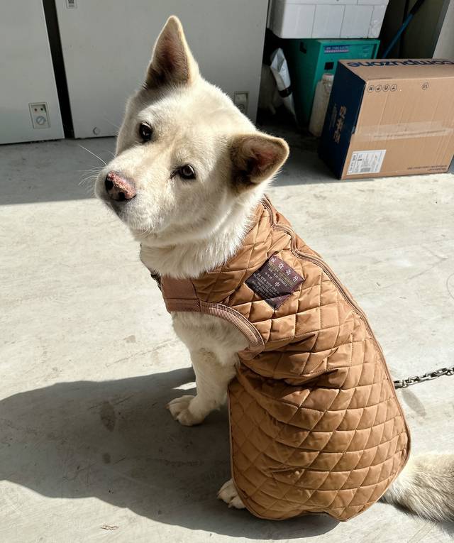 송아지 방한복을 입은 진돗개. 애니팜익스프레스