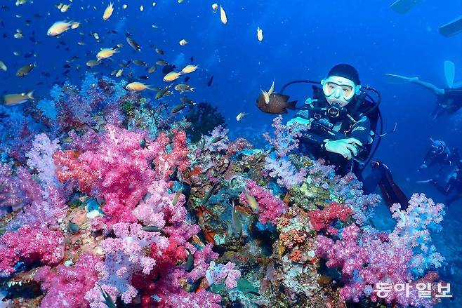 태국 시밀란 국립공원의 보라색 연산호.