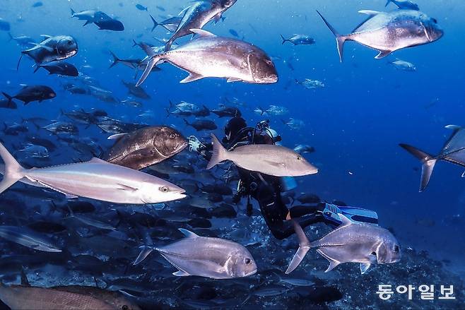 자이언트 트레발리(GT)와 롱노우즈 엠퍼러와 같은 대형 어류들이 함께 몰려다니는 시밀란 바닷 속.