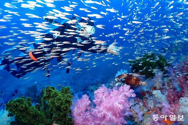 랜턴을 비추면 별처럼 반짝거리는 글래스 피쉬 떼.