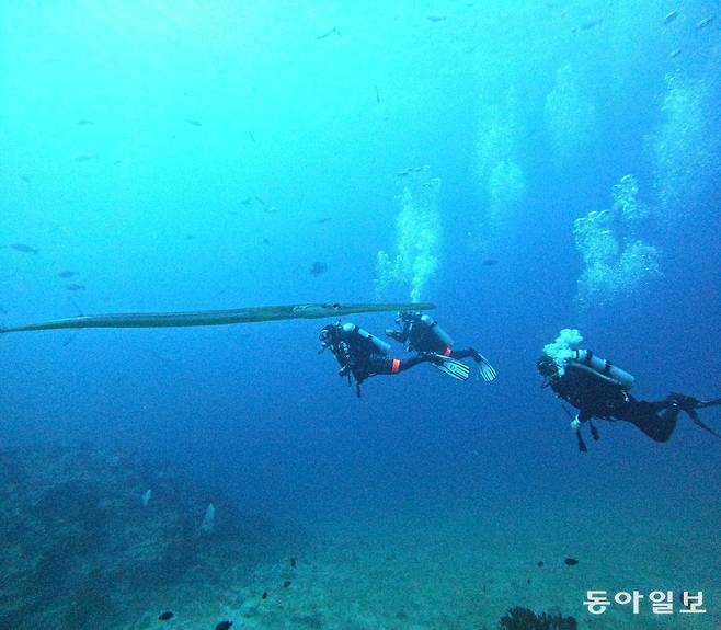 길쭉한 악기를 연상케하는 트럼펫 피쉬.