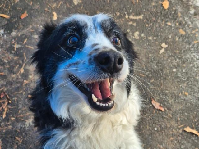 도로 위를 떠돌다 구조된 귀남이. 사람을 무척 좋아하고 온순한 성격으로 가족을 기다리고 있다. 팅커벨프로젝트 제공