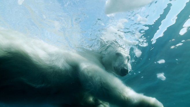 한 북극곰이 북극해에서 수영하고 있다.[WWF 제공]