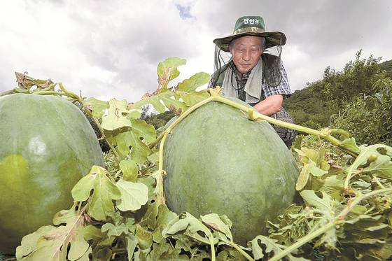 해발 300m 이상 무등산 기슭에서만 자라는 무등산 수박. 압도적인 크기와 특유의 감칠맛을 인정받았지만 수확량이 매년 줄어들고 있다. 연합뉴스