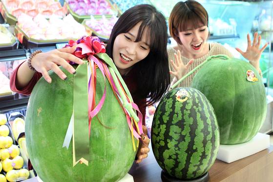 해발 300m 이상 무등산 기슭에서만 자라는 무등산 수박. 압도적인 크기와 특유의 감칠맛을 인정받았지만 수확량이 매년 줄어들고 있다. 중앙포토