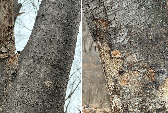 또 다른 벚나무의 끈끈이 롤트랩이 감겨있지 않던 가지 부분(왼쪽)과 끈끈이 롤트랩이 감겨 있던 몸통 부분(오른쪽). 롤트랩이 감겨있던 부분에는 롤트랩을 벗겨내기 위한 칼집이 나 있고 주변으로 나무를 분해하는 부후균이 퍼져 있다. 오경민 기자