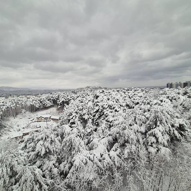 3일 오전 강릉지역에 눈이 쌓인 모습. 독자 제공