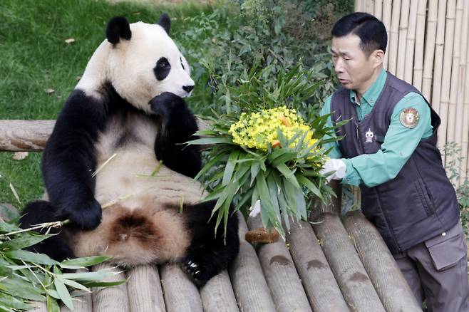 푸바오가 지난해 3월3일 경기 용인시 에버랜드 판다월드에서 강철원 사육사로부터 유채꽃 선물을 받고 있다. /사진=뉴시스