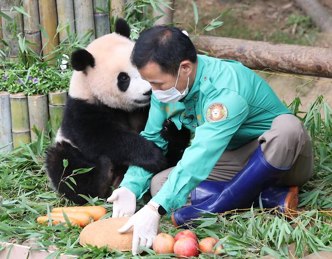 푸바오가 강철원 주키퍼를 끌어안고 있다. /사진=뉴스1