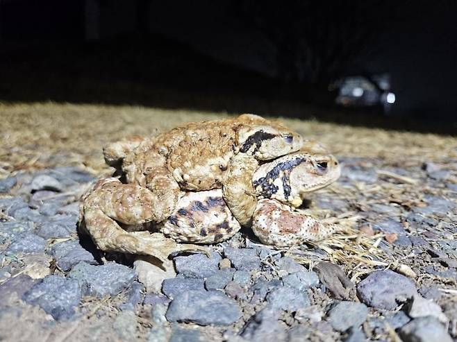[대구=뉴시스] 대구 수성구 망월지에 산란을 위해 두꺼비들이 군집을 이뤄 대거 이동을 시작했다. (사진=대구 수성구 제공) 2025.03.04. photo@newsis.com *재판매 및 DB 금지