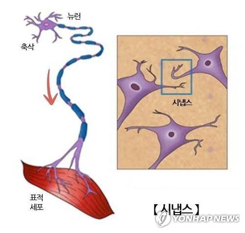 뇌 신경세포 [서울아산병원 제공. 재판매 및 DB금지]