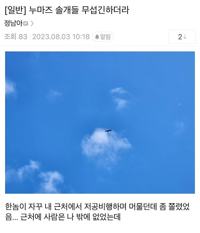 요즘 일본에서 서식하는 솔개,독수리 맹금류들 근황