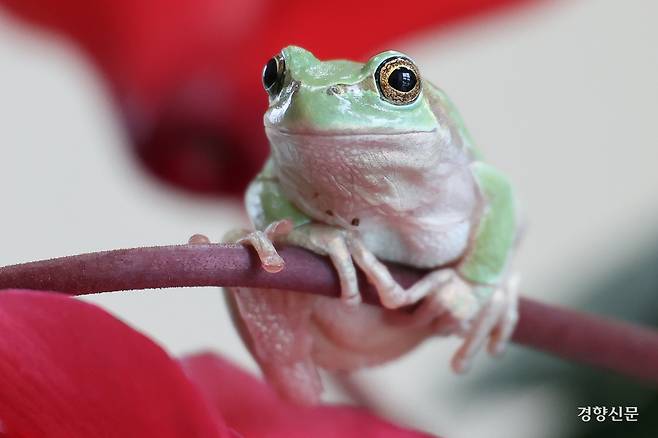 만물이 겨울잠에서 깨어난다는 ‘경칩’인 5일 경기도 화성시 농업기술원 곤충자원센터에서 청개구리가 꽃 위에 올라가 있다. 성동훈 기자
