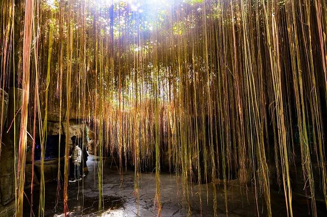 열대관에 드리워져 있는 시서스 [사진/임헌정 기자]