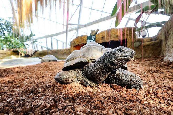 장수하는 대형 거북 알다브라육지거북 [사진/임헌정 기자]