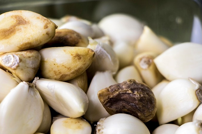 곰팡이 핀 마늘