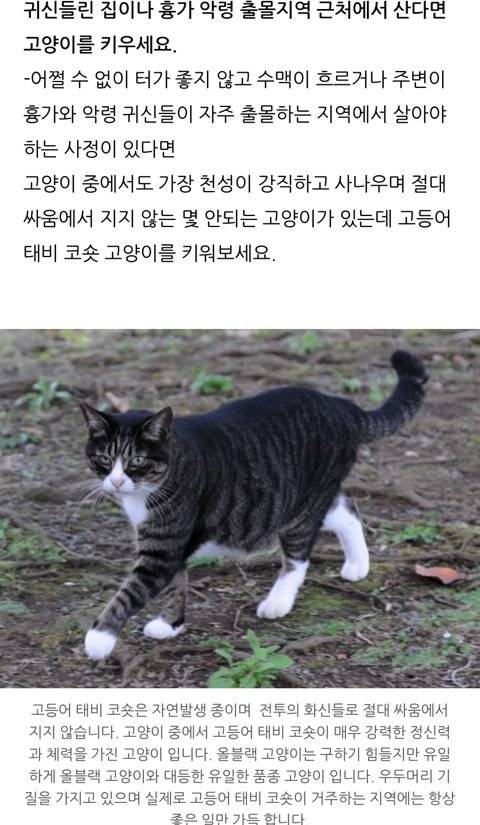 1000071288.jpg 귀신이 가장 싫어하는 고양이