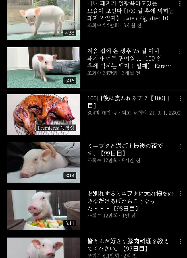 9개월 키운 아기돼지 .jpg