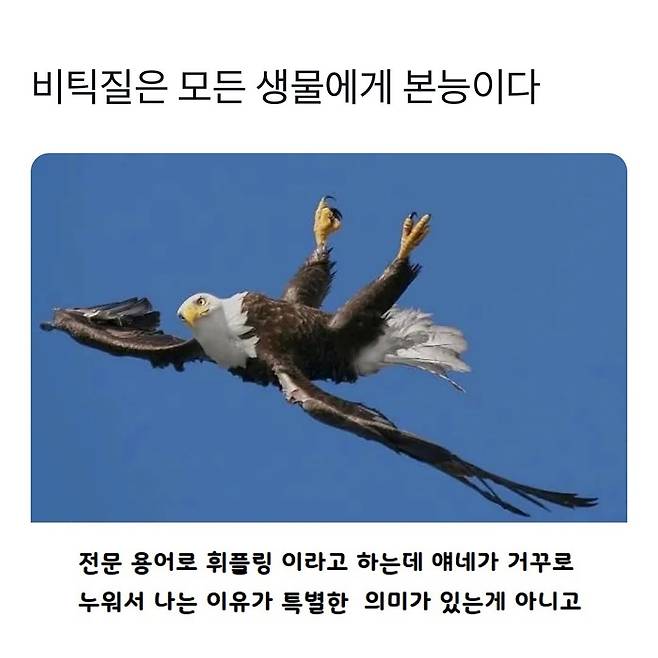 l_illililli_1423574240.jpg 비틱질은 모든 생물에게 본능이다