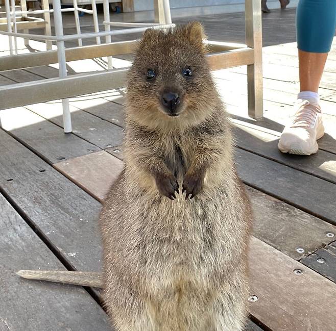 KakaoTalk_20250306_182715722.jpg [닉값여행] 시드니 6박8일 여행 2부 음식편 (스압주의)
