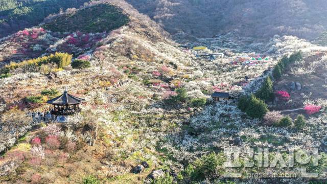 ▲광양매화마을ⓒ광양시