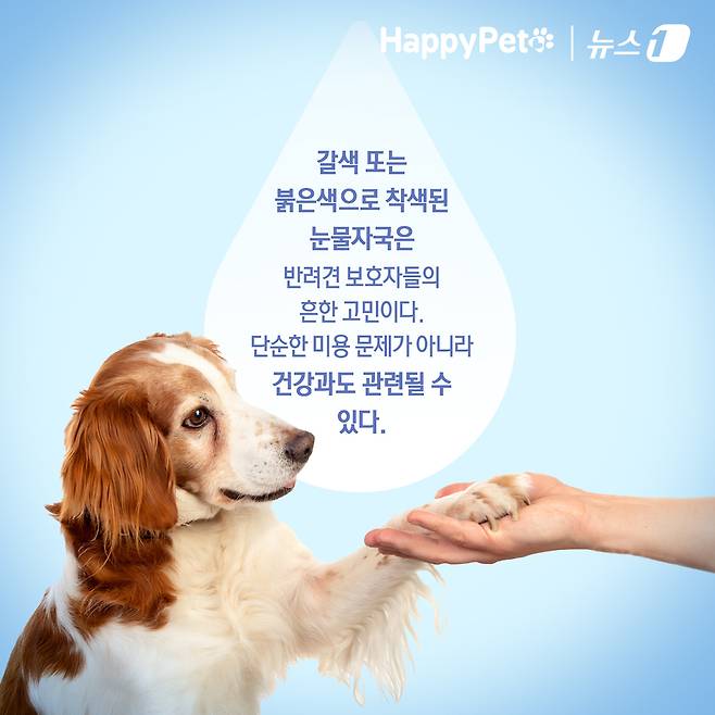 ⓒ News1 김초희 디자이너