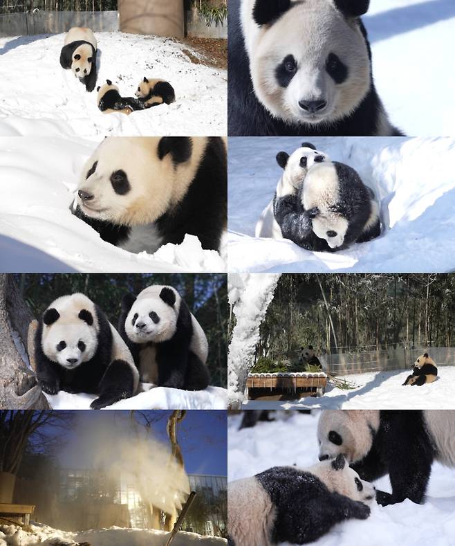 ‘TV 동물농장’ (제공: SBS)