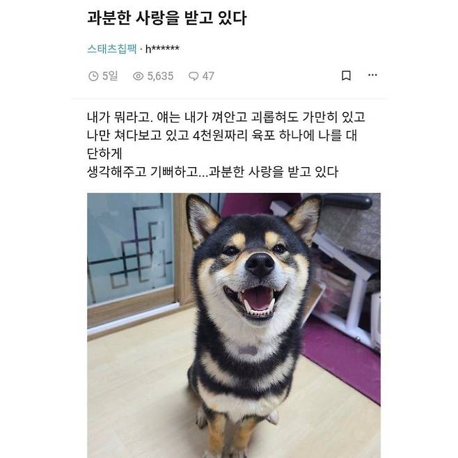 Internet_20250307_071937_3.jpeg 강아지에게 받는 완전무결한 사랑
