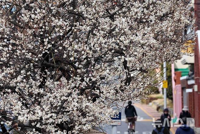 [부산=뉴시스] 하경민 기자 = 완연한 봄 날씨를 보인 7일 부산 수영구의 한 주택가에 매화꽃이 활짝 펴 시민들의 눈길을 사로잡고 있다. 2025.03.07. yulnetphoto@newsis.com