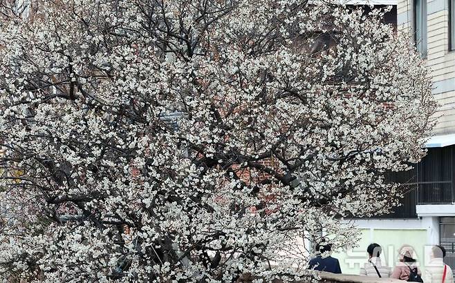 [부산=뉴시스] 하경민 기자 = 완연한 봄 날씨를 보인 7일 부산 수영구의 한 주택가에 매화꽃이 활짝 펴 시민들의 눈길을 사로잡고 있다. 2025.03.07. yulnetphoto@newsis.com