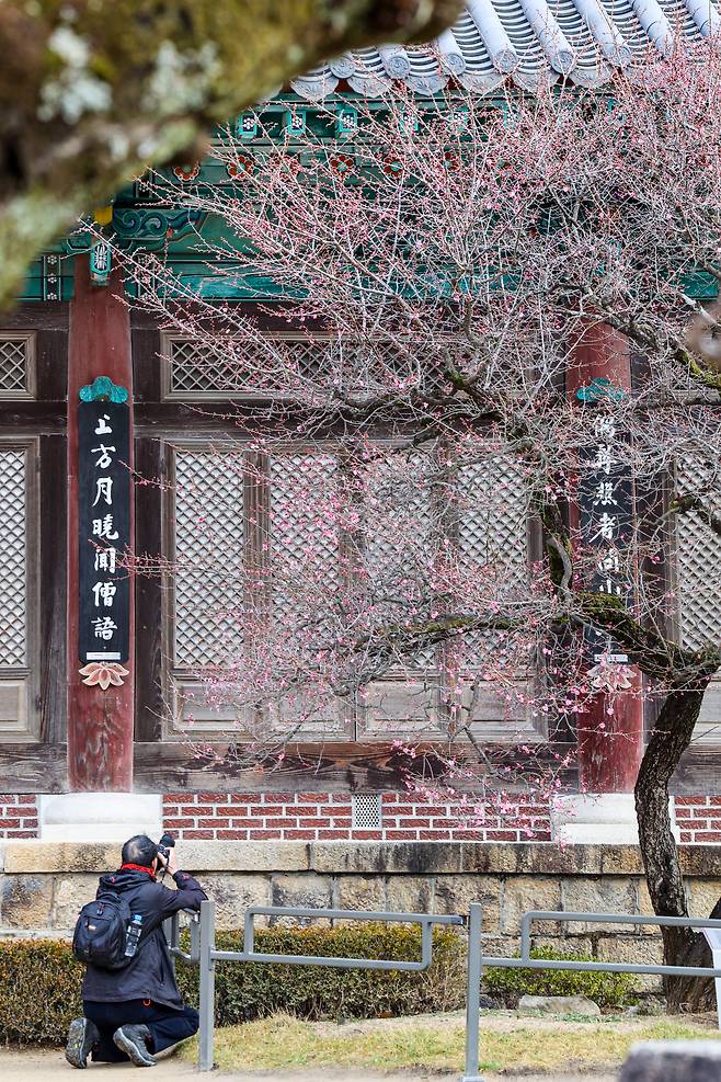 '봄의 전령' 매화는 사진작가, 사진동호인들에게 매력적인 소재다. 개화 소식이 전해지자 지난 5일 이른 아침부터 통도사를 찾은 사진동호인이 매화를 카메라에 담고 있다. / 이신영 영상미디어 기자