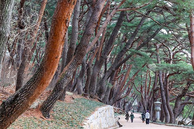 통도사의 소나무 숲길인 '무풍한송로'. 1.6km 정도 이어지는 울울창창한 소나무 숲길도 명품이라 할 만하다. / 이신영 영상미디어 기자
