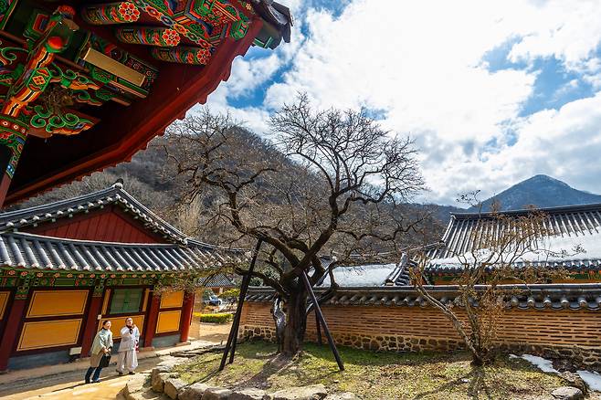 전남 장성 백양사의 '고불매'. 기품이 느껴지는 고목(古木)은 지지대에 의지하고 있지만, 가지마다 붉은 꽃망울을 달고 있다. / 이신영 영상미디어 기자