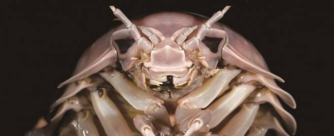 신종 심해등각류 '바티노무스 바데리'. 머리 부분의 생김새가 스타워즈의 캐릭터인 다스 베이더와 비슷해 그 이름과 유사한 학명이 붙었다. 길이 26cm에 무게가 1kg에 달하는 거대한 크기다. Zookeys 제공