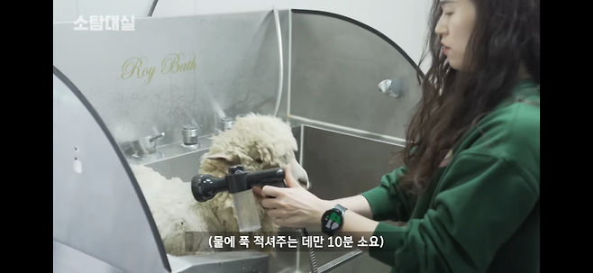 IMG_5438.png 갈색 털 상태의 양을 씻기면.jpg